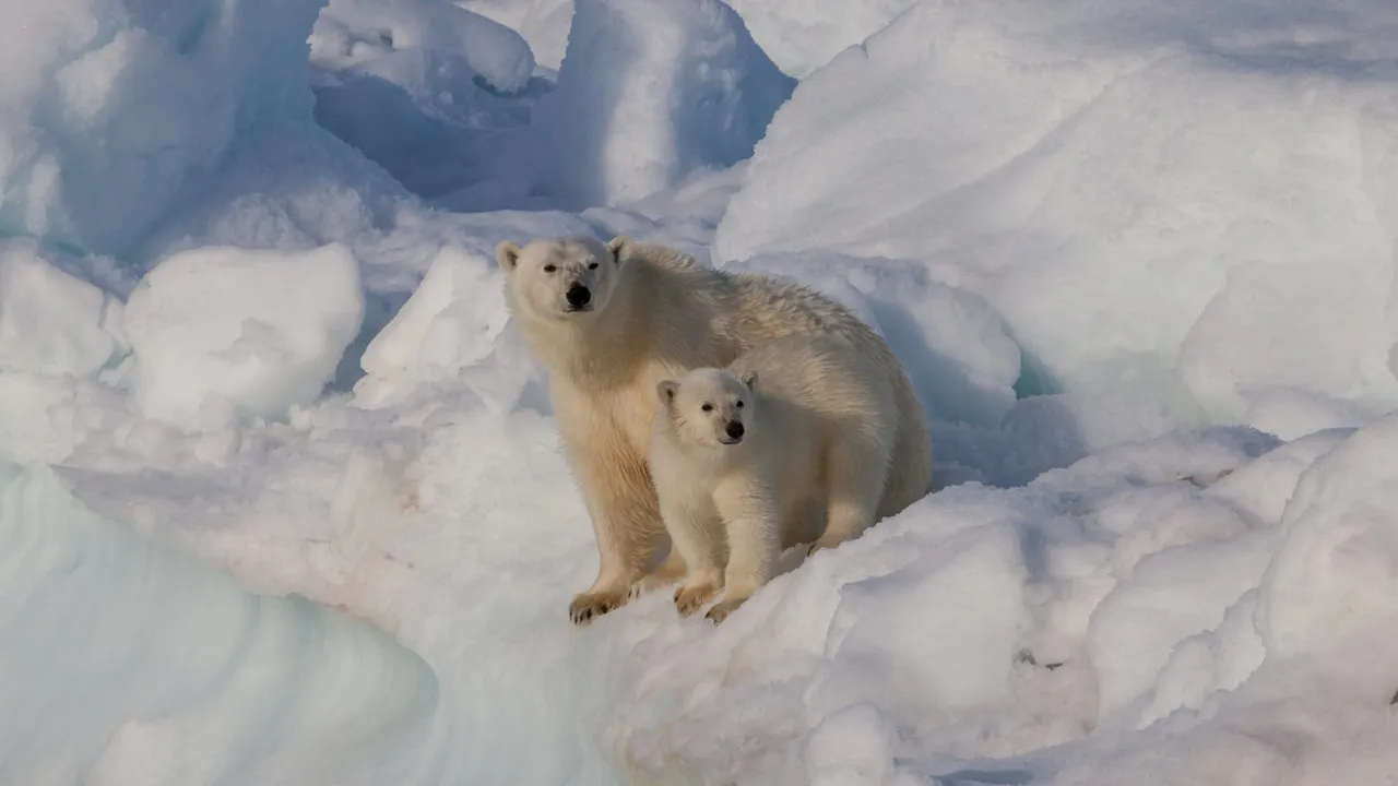 A female polar bear and her cub standing close together on broken, snow-covered drift ice, both looking towards the camera